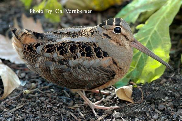 Americn Woodcock