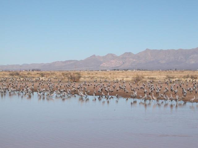 Hundreds of Sandhill Cranes