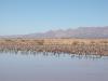 Hundreds of Sandhill Cranes