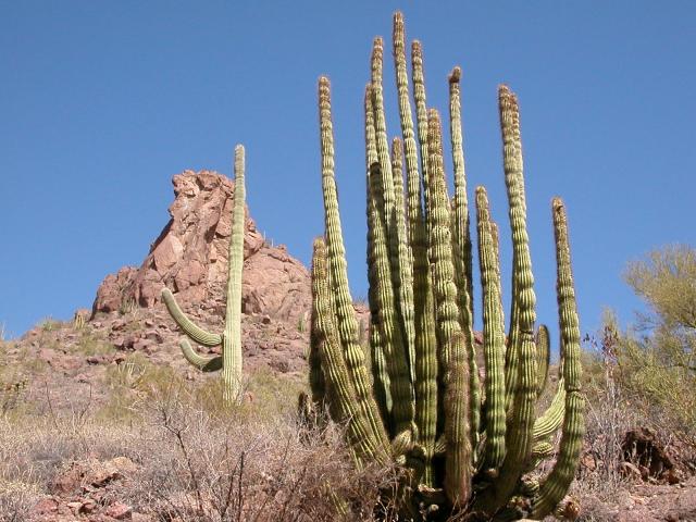 Organ Pipe Cactus, Azo, AZ