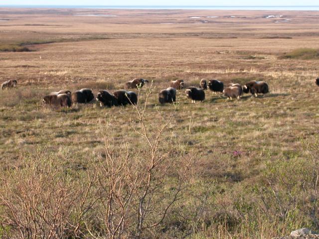 Musk Ox Herd, Nome, AK