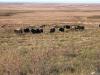 Musk Ox Herd, Nome, AK