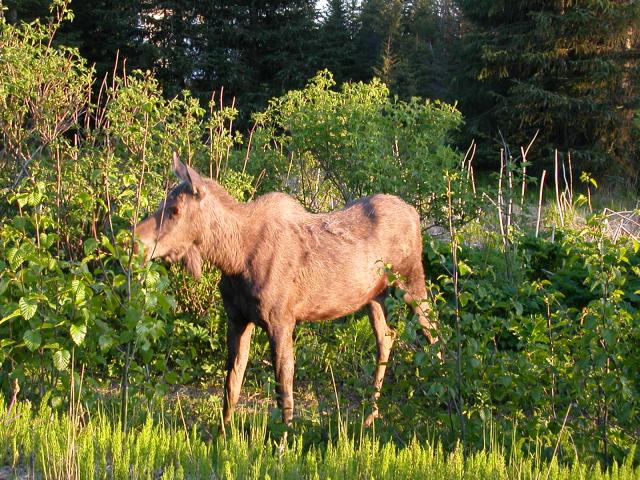 Moose at Roadside