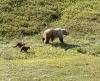 Grizzly Sow and Cubs