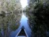 Canoeing in the Suwanee Canal at Okefenokee Swamp
