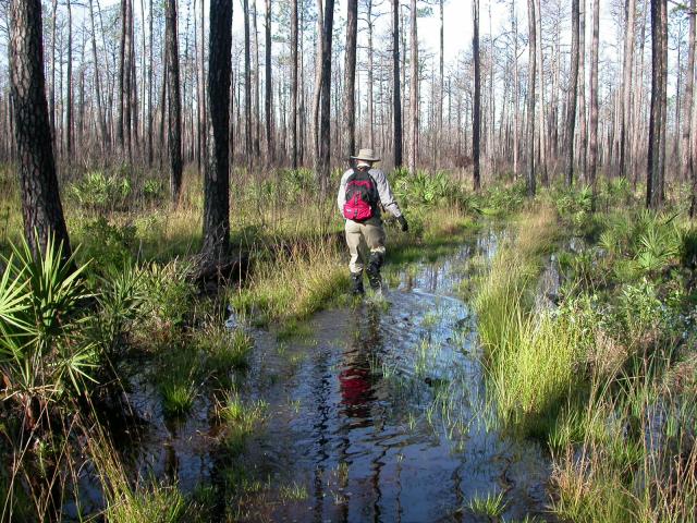 Slogging Through the Bog