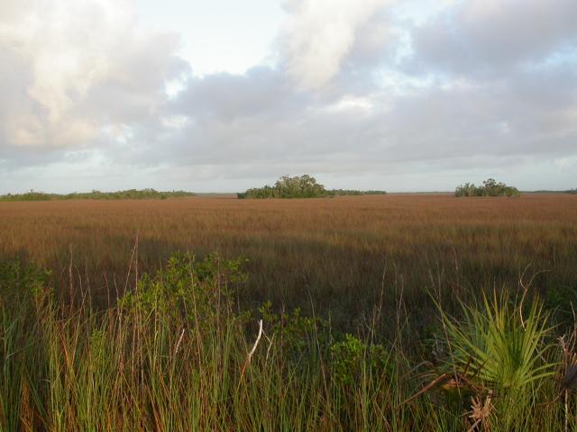 The Everglades