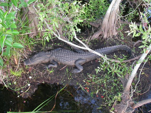 Alligator