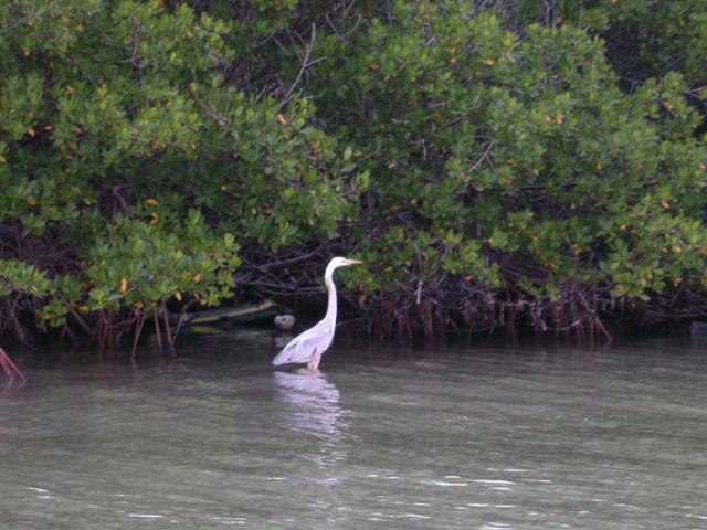 Wurdemann's Heron