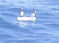 Bridled Terns