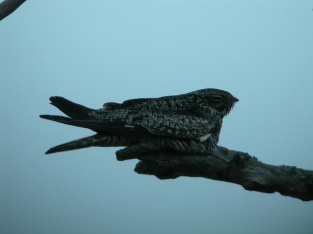 Bird pictures from the Florida Keys.  Common Night Hawk