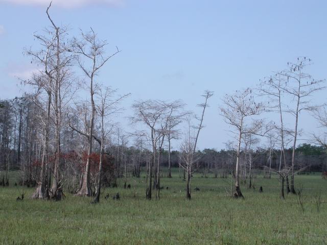 Everglades