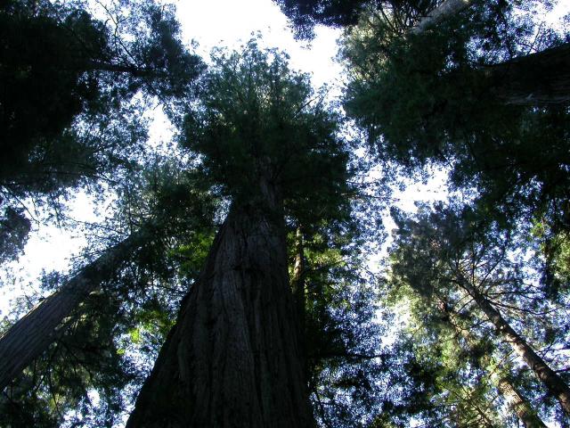 The tops of the trees