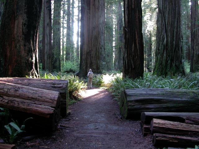 Chuck at Stout Grove among the Giant Redwoods