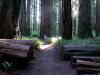 Chuck at Stout Grove among the Giant Redwoods