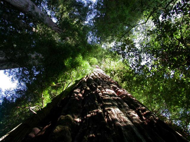 Giant Redwood