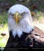Eagle with an Attitude