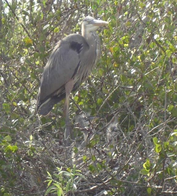 Second Heron Picture