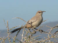  Le-Conte’s Thrasher