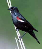 Tricolored Blackbird