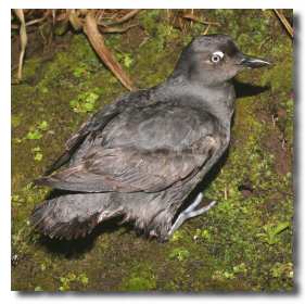 Cassin’s Auklet