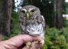 northern pigmy owl
