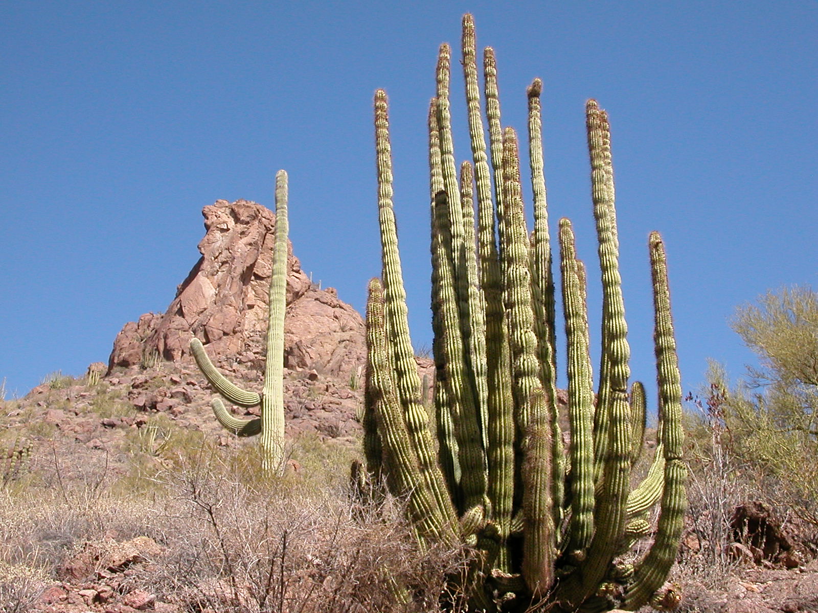 Organ Pipe Cactus, Azo, AZ