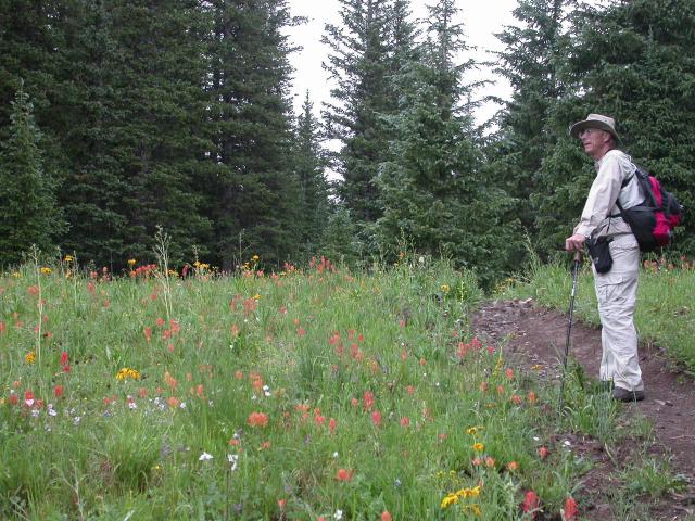 Wild Flowers on Lizard Head Trail