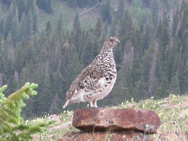 White-tailed Ptarmigan