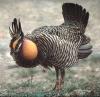 Greater Prairie Chicken