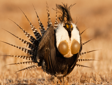 Gunnison sage grouse