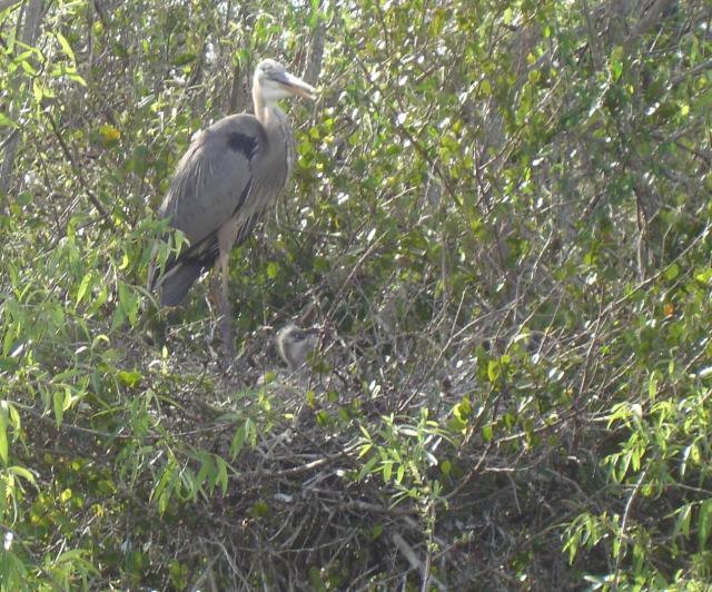 Shark Valley Great Blue Heron Nest