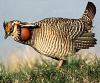 Lesser Prairie Chicken