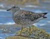 Surfbird