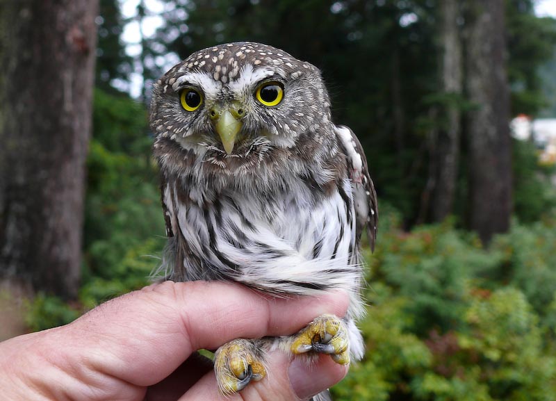 northern pigmy owl