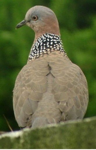 Spotted Dove